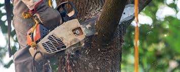 Reliable Portage, IN Tree Removal Solutions